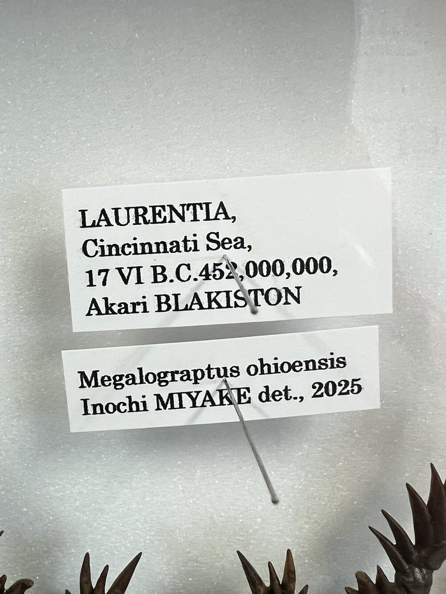 診察室にウミサソリが届いた！！
めっちゃ良い
「6億年の博物旅」の作者
南のアルパカさんに作ってもらった
漫画と現実のクロスオーバー　<a href="/AlpacaOkinawa/">南のアルパカ</a> 

彼の作品はクオリティが凄過ぎる