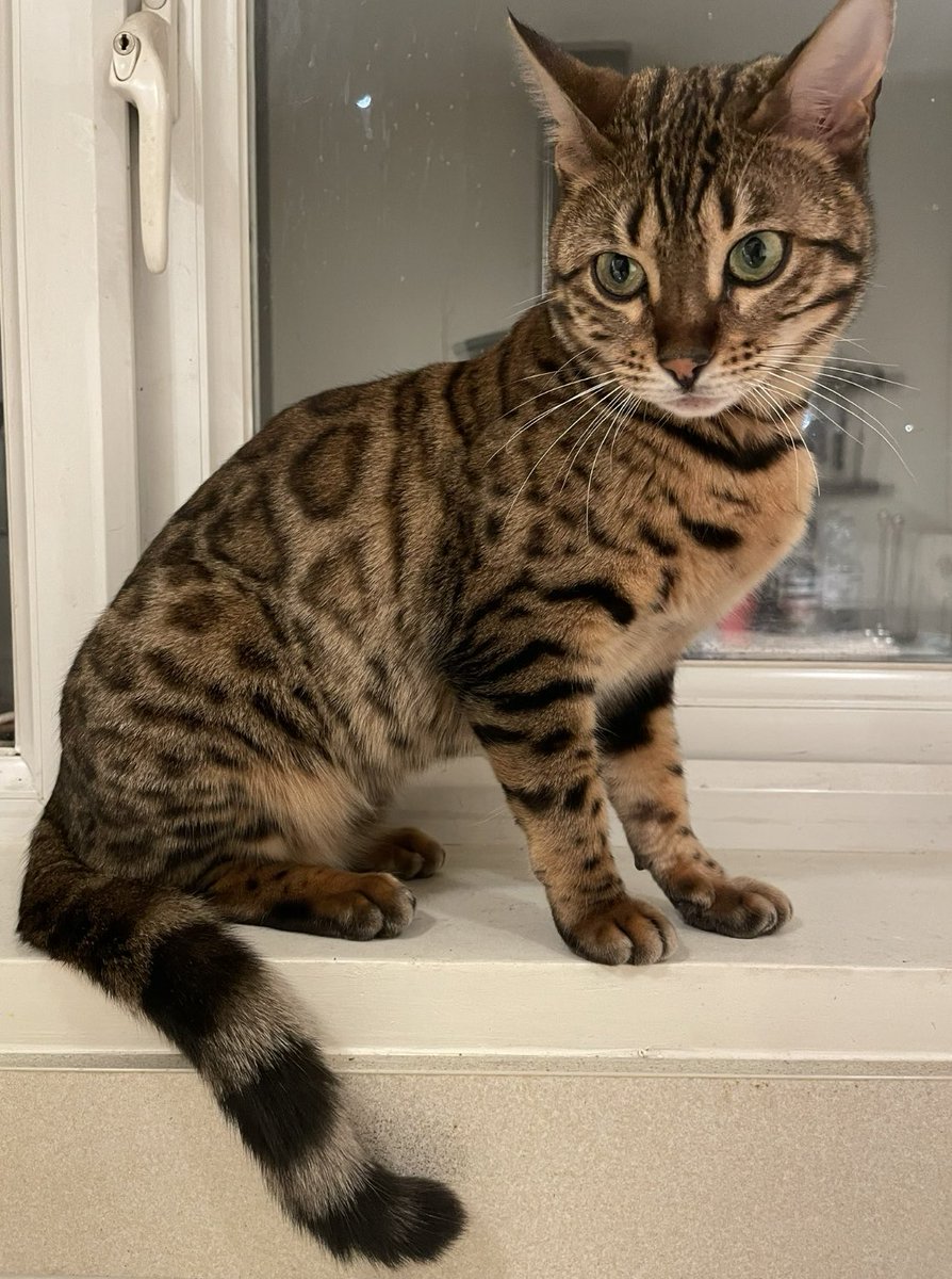 <a href="/ZuccoIsMissing/">SassPirelli</a> <a href="/Independent/">The Independent</a> <a href="/guardian/">The Guardian</a> <a href="/ZackPolanski/">Zack Polanski</a> <a href="/beautys_legacy/">Beautys Legacy registered charity 1194186</a> <a href="/GaryLineker/">Gary Lineker</a> <a href="/MissingPetsGB/">Missing Pets GB</a> <a href="/petsreunited/">Pets Reunited</a> <a href="/zarahsultana/">Zarah Sultana MP</a> 

👇This beauty is Amber, the BENGAL CAT 🐆

Amber was STOLEN from her own garden. 

#Pettheft is not about money. It’s about abuse, exploitation and devastating heartbreak 💔

RT to #bringAmberhome