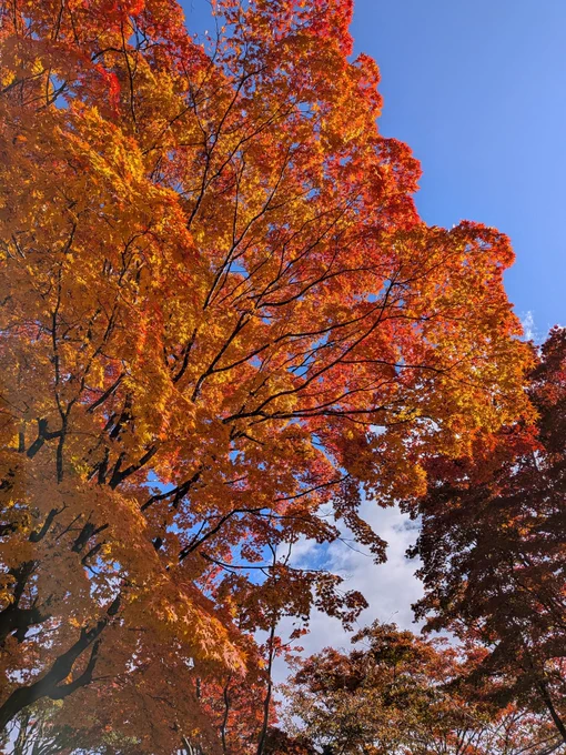 函館旅。五稜郭。紅葉が綺麗でした