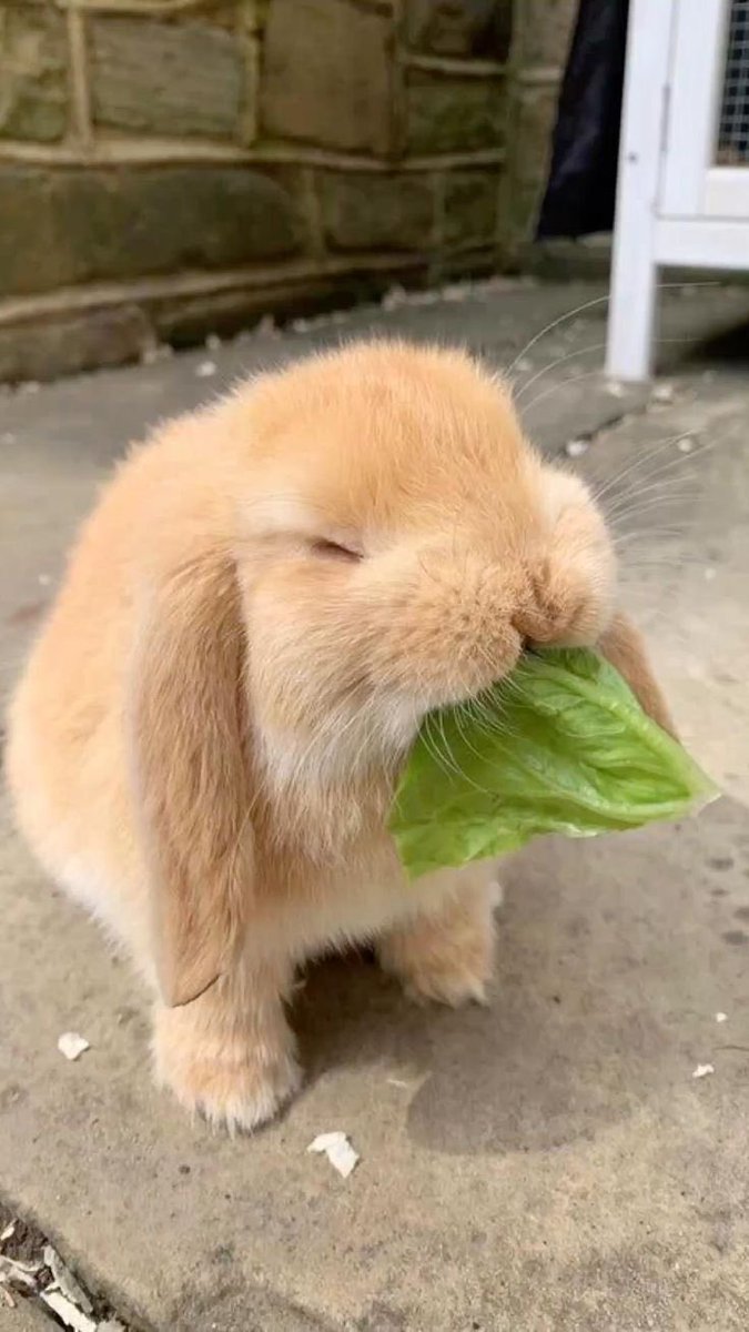rosebvnnyy's tweet photo. munching on some lettuce rn #bunnytwt https://t.co/RqsoaX7edg