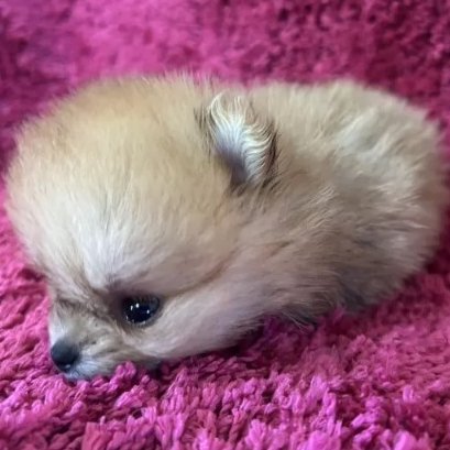 こんにちは！Animallineです🐾本日はポメラニアンをご紹介！極小の可愛い女の子♪ウルウルとした瞳とよちよち向かってくる姿は、何とも言えずとってもキュートです♡11月16日よりお迎え可能です！ぜひぜひご検討ください！🐶

animalline.jp/breeder/pet/de…
#Animalline #犬のいる暮らし #ポメラニアン