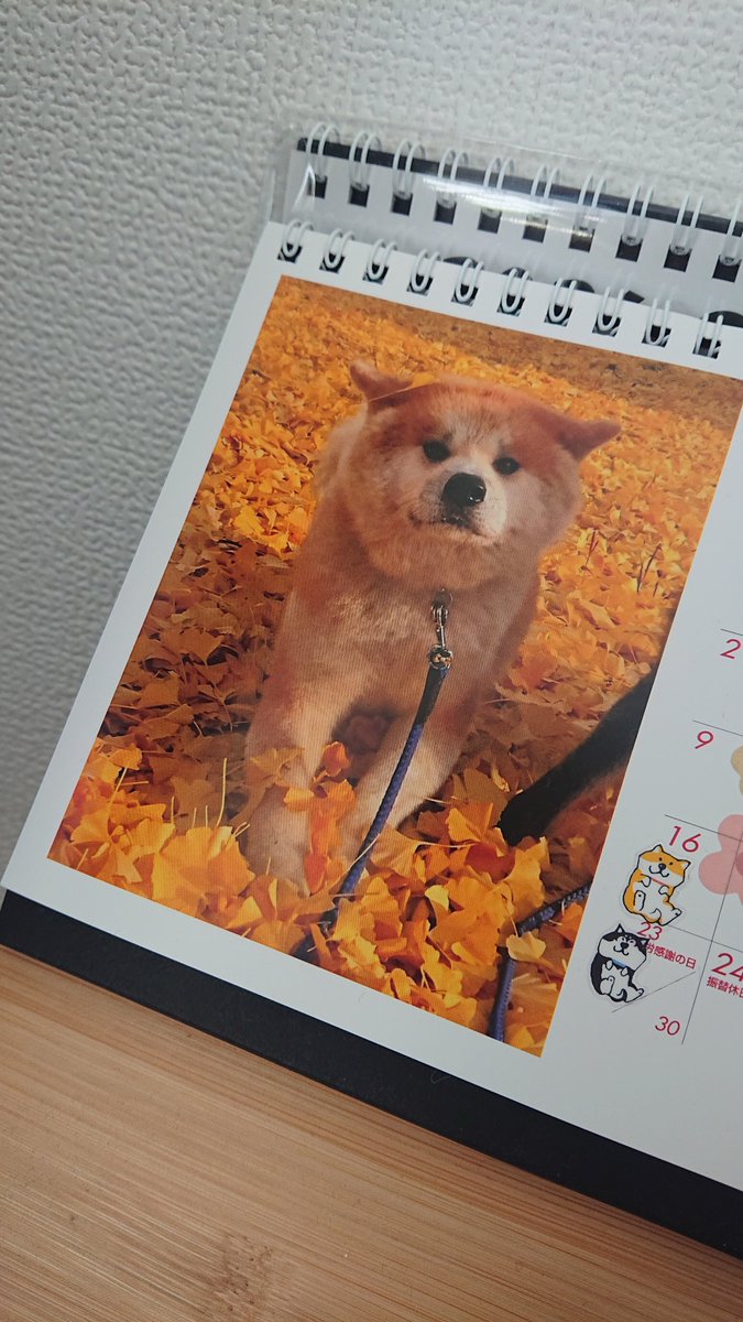 見るたびに むふ❤️ となる☺️
11月🗓️は銀杏の妖精🐕️さん

#いい推しの日 
#秋田犬保存会