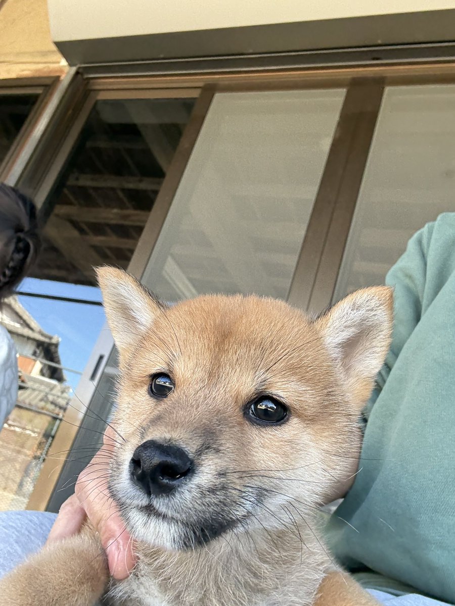 shiba様 柴犬, Shiba Inu <3 ～lisa. 