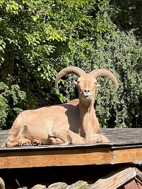 #TongueOutTuesday
#BarbarySheep