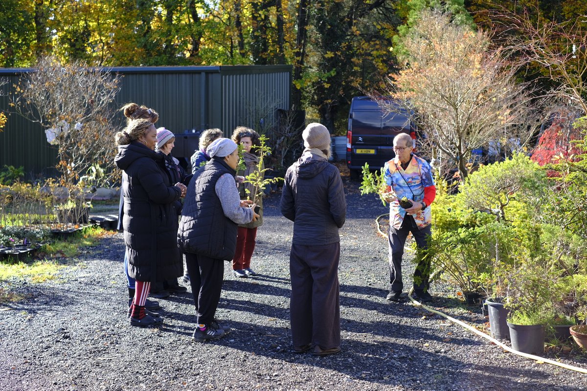 Herons Bonsai tweet media
