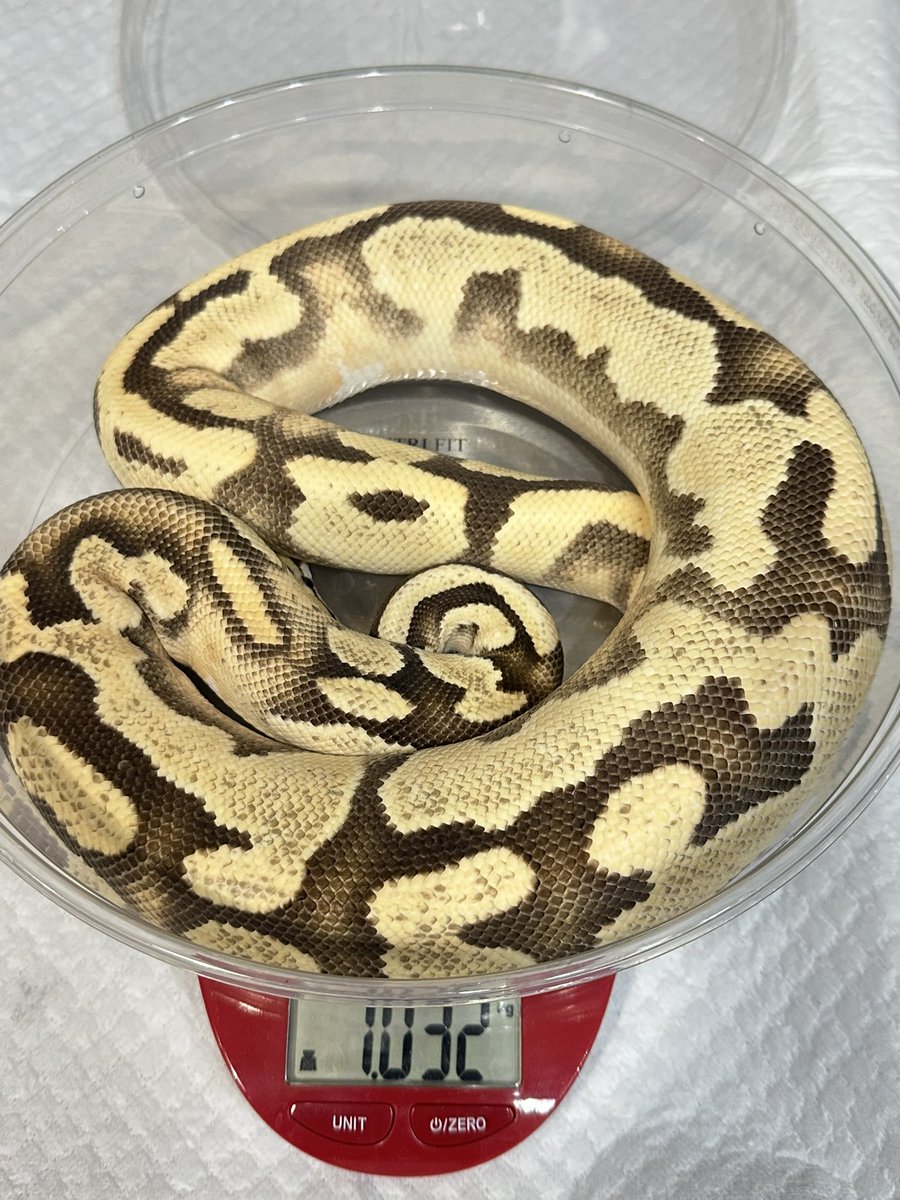 爬虫類ショップ 天和（tenwa_reptiles） on X