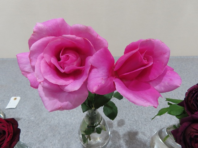 よ*ん様 ❤️開花株❤️BRIAR ROSE同一交配930Ash【ASHWOOD bbsawa on X