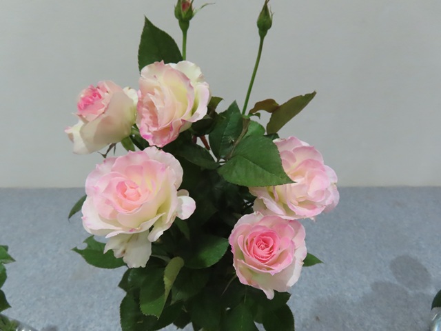 よ*ん様 ❤️開花株❤️BRIAR ROSE同一交配930Ash【ASHWOOD bbsawa on X