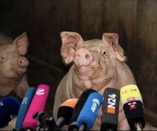 Not Saint Paul tweet media