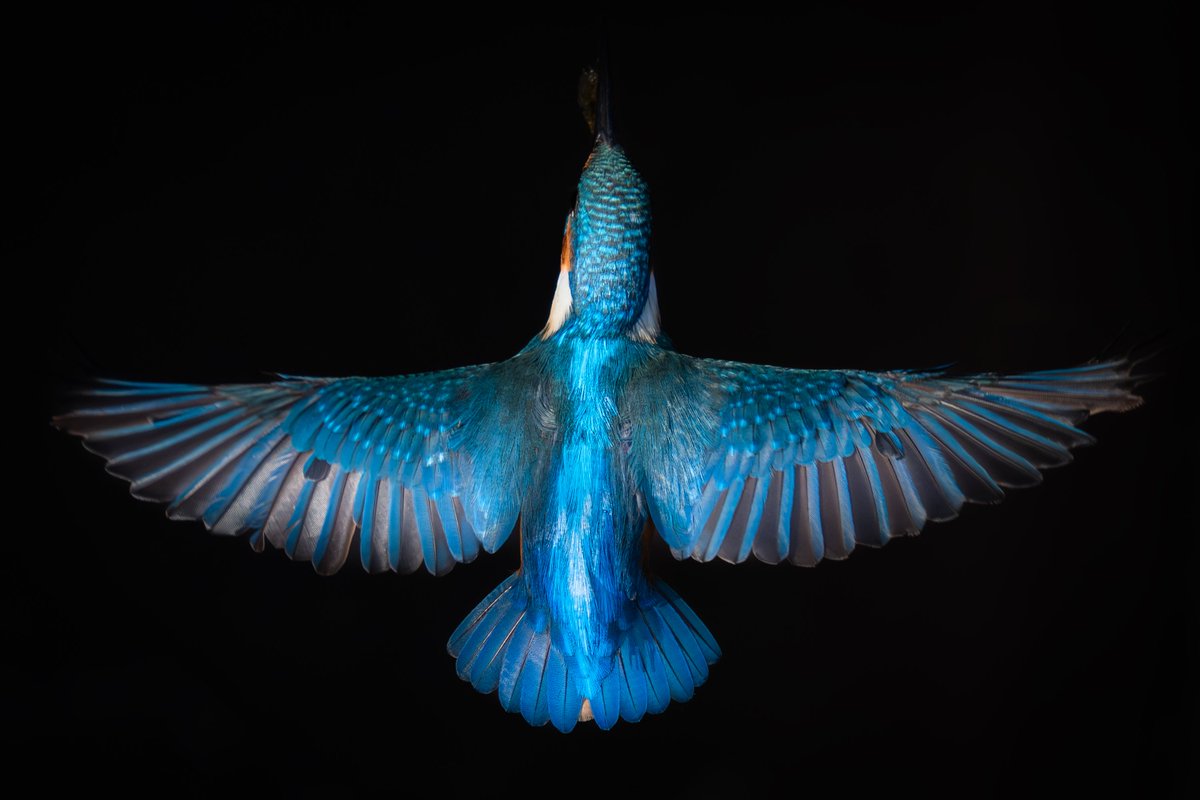 _lambda1992's tweet image. 『蒼穹の紋章』
闇を突き抜け現れたカワセミが、完璧なシンメトリーで翼を広げてくれました。

#カワセミ #これソニーで撮りました #SonyAlpha