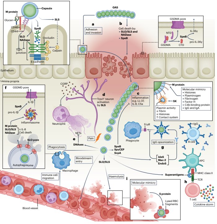 Pathogenesis, epidemiology and control of Group A Streptococcus infection | Nature Reviews Microbiology

(nature.com/articles/s4157…)