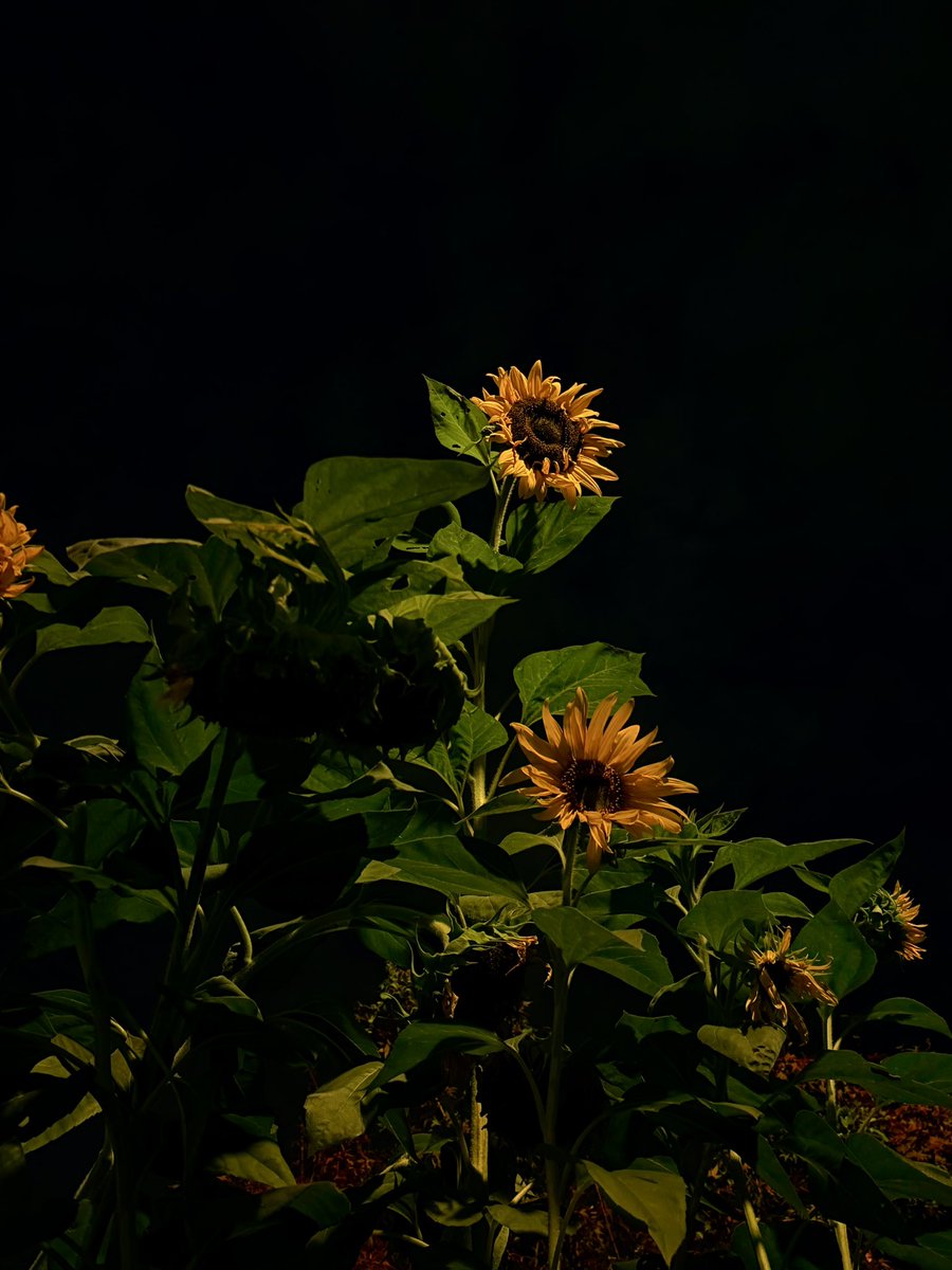 ゆきちゃん on X