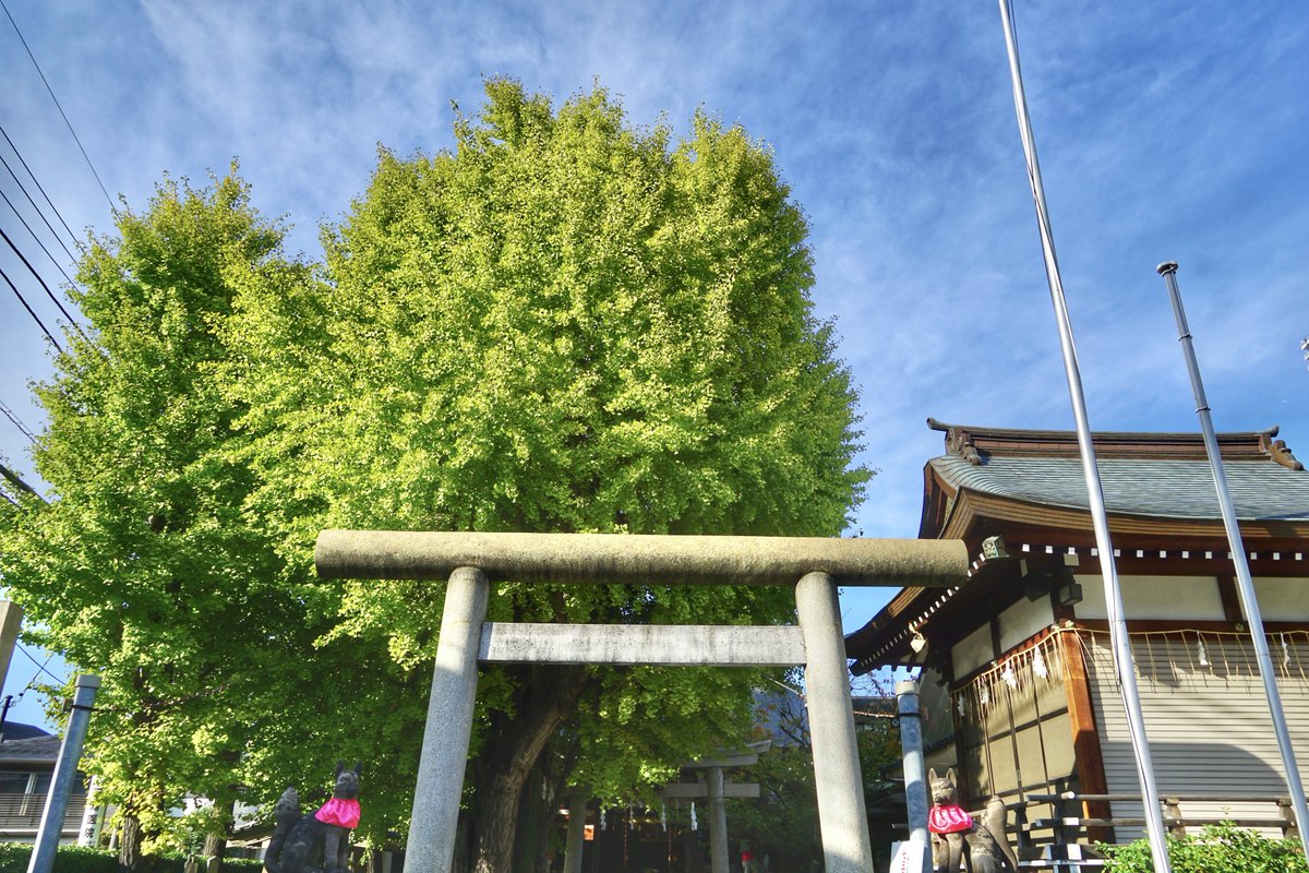 jinjamemo's tweet image. 飛木稲荷神社。墨田区押上。
旧請地村の鎮守。

「銀杏御朱印」と「乙巳御朱印」を頂きました。他に「栗御朱印」の用意もありました。限定御朱印は書き置きのみですが通常御朱印は帳面に頂けます。…