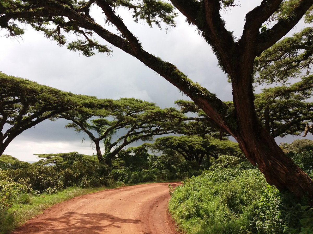 titular1957's tweet image. Ngorongoro, Tanzania✈️🌍😎
