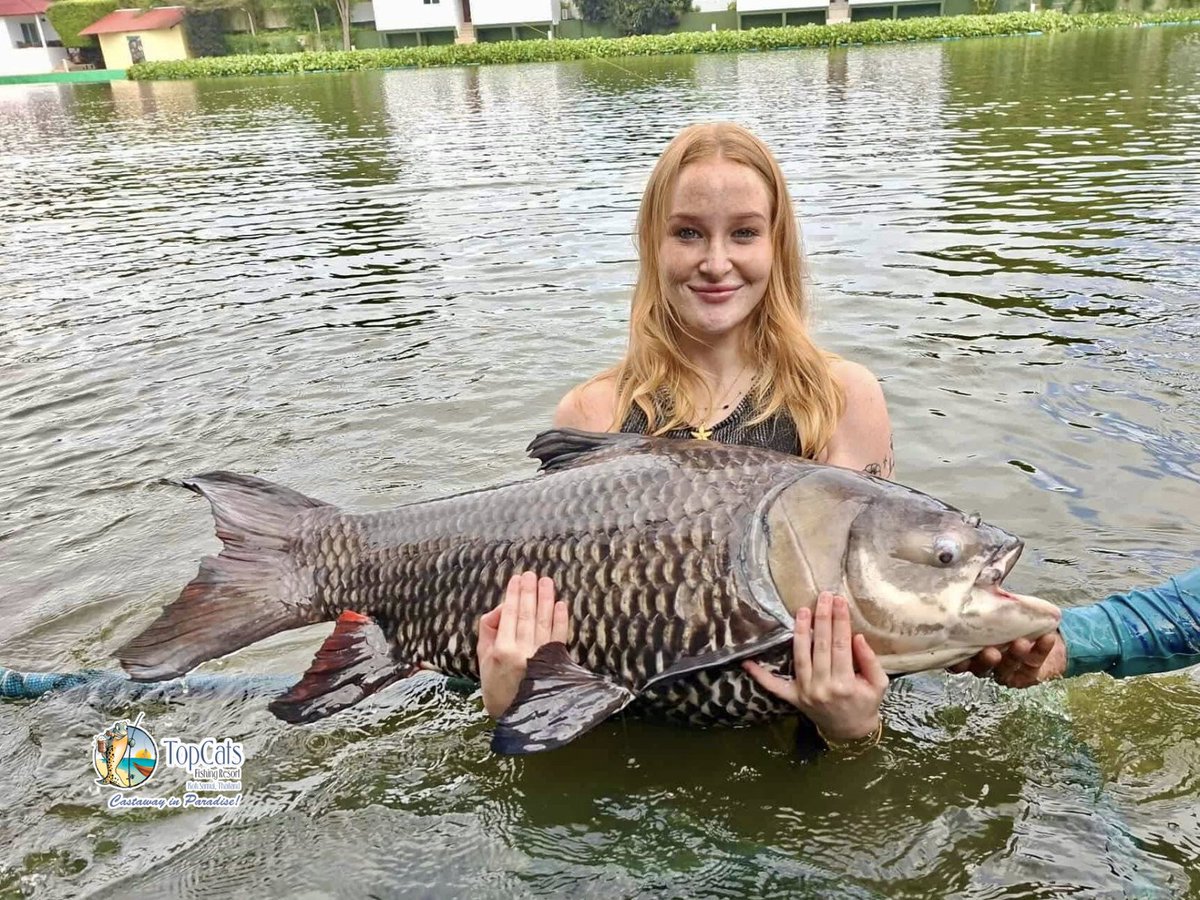 TopCats Koh Samui tweet media