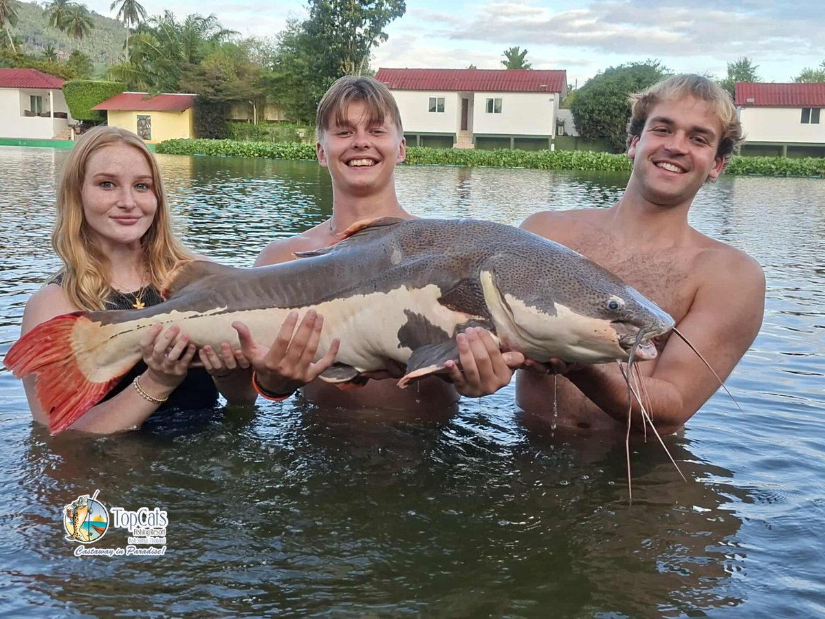 TopCats Koh Samui tweet media