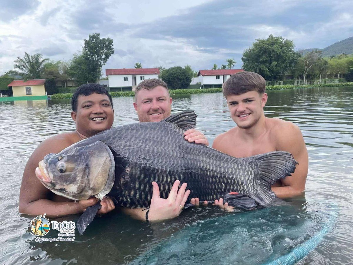 TopCats Koh Samui tweet media