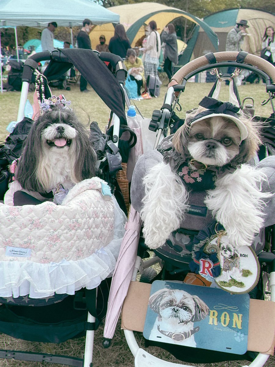 シーフェス・Xお友達編🫶🏻
きゃんナナがとっても似合う
美しいタラちゃん(<a href="/Kokeshi888/">Mappy</a> )に
憧れるロン子とロンママでした💞

#シーズー #shihtzu
#asknowas #asknowasdewan
＃シーズーフェスティバル
#シーズーフェス2025イーノの森