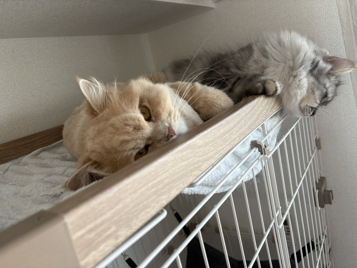 jacky さま FDJ2エビスの思い出 レーシングサンバー この車にオッサン2人で福島