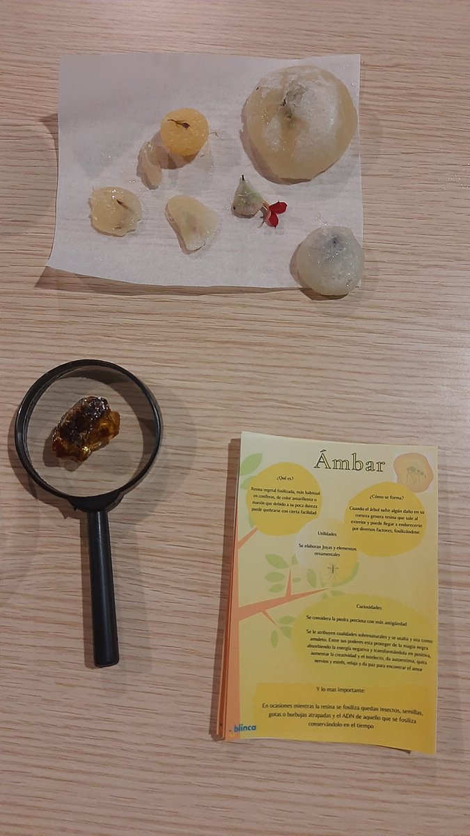 “Ámbar con caramelo” para entender la fosilización y cómo algunos animales y plantas se quedaron atrapados en el ámbar en el taller para público familiar de este 9 y 16 de noviembre, a las 12 horas, en la #SemanaDeLaCienciaen el MUJA

👉 tinyurl.com/24aacosv