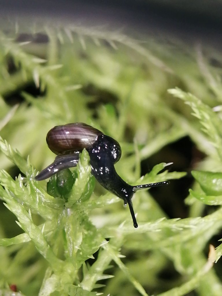 выгоревшая соевая снежинка 🤡🎪 tweet media