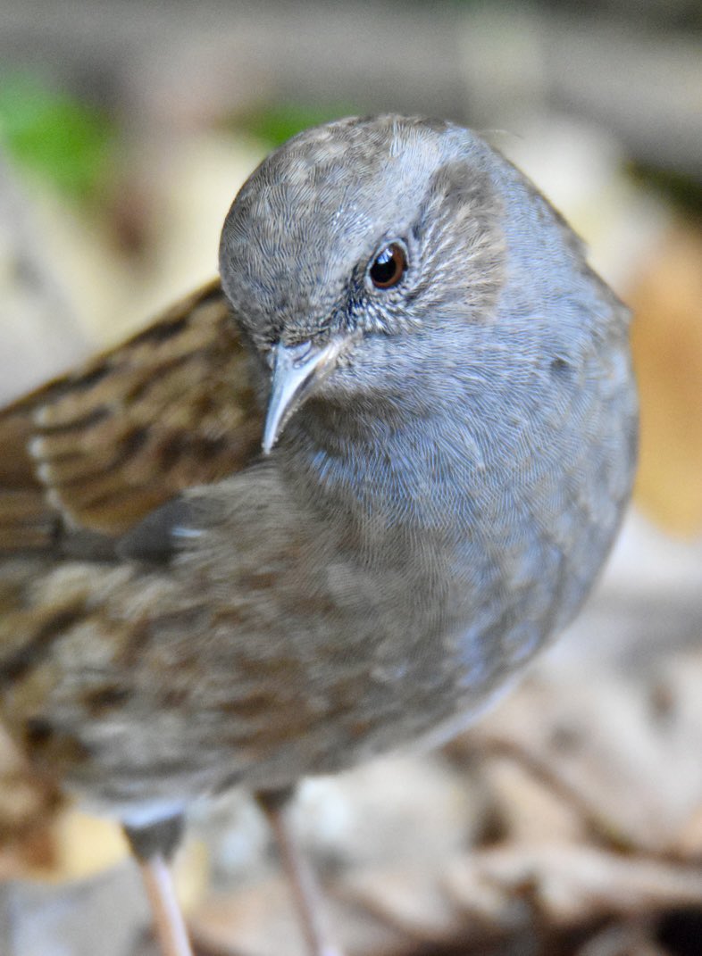 A Dunnock at Blashford lakes in Hampshire this morning #wildlifephotography <a href="/ChrisGPackham/">Chris Packham</a> <a href="/rtaylorjones/">richard taylor-jones</a> <a href="/gordonjbuchanan/">Gordon Buchanan</a> <a href="/GylesB1/">Gyles Brandreth</a> <a href="/DeborahMeaden/">Deborah Meaden 🇺🇦</a> <a href="/dickstrawbridge/">Dick Strawbridge</a> <a href="/michaelastracha/">Michaela Strachan</a> <a href="/HamzaYassin3/">Hamza Yassin</a> <a href="/JuliaBradbury/">Julia Bradbury I HAVEN'T BOUGHT BLUE TICK💙</a> <a href="/SteveBackshall/">Steve Backshall</a> <a href="/MeganMcCubbin/">Megan McCubbin</a> <a href="/DrAmirKhanGP/">Dr Amir Khan GP</a>