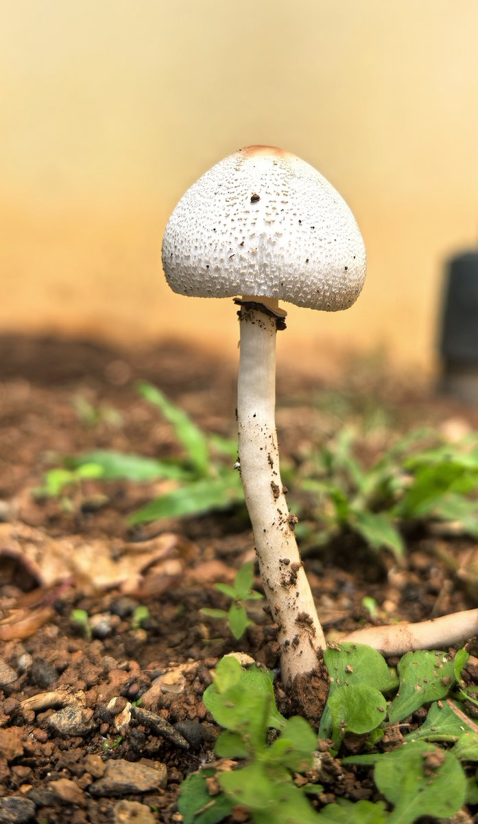 “From soil to sky, every life has its story.” 🌍🍄