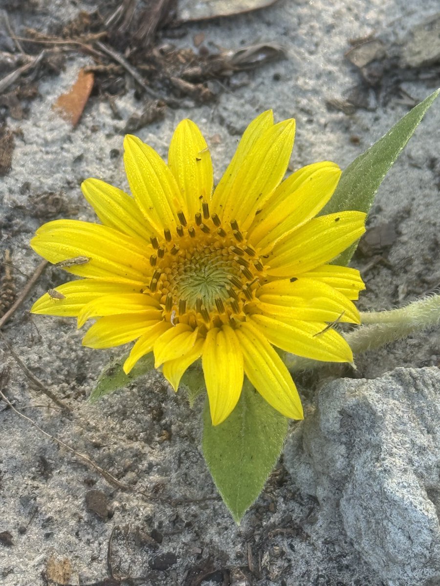 🇺🇸 Dave 🇺🇸 tweet media