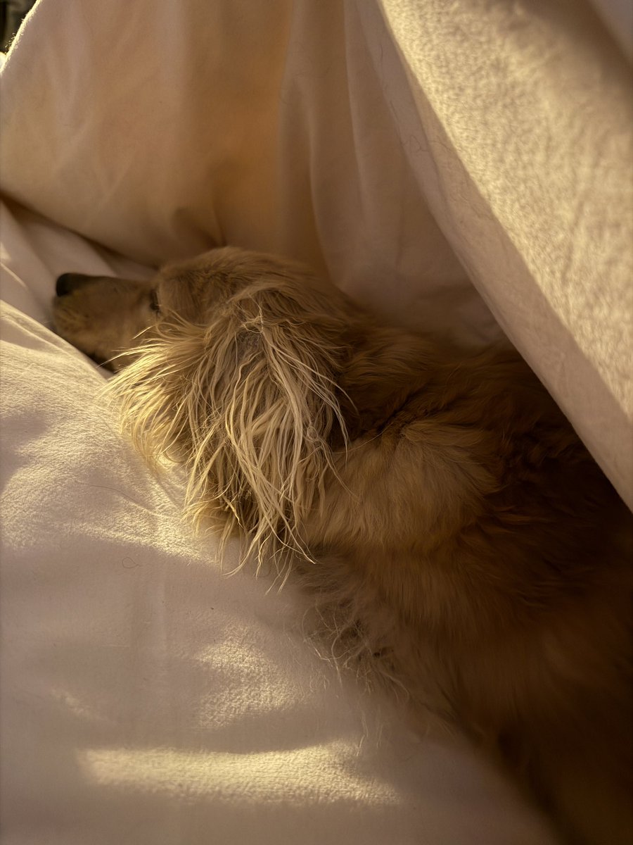 Brave of my dog to sleep under the covers when I had milk today 🥲