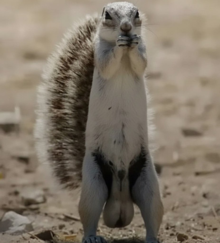 Keith__OTL's tweet image. Some animals need to start putting on clothes💀😂😂😂