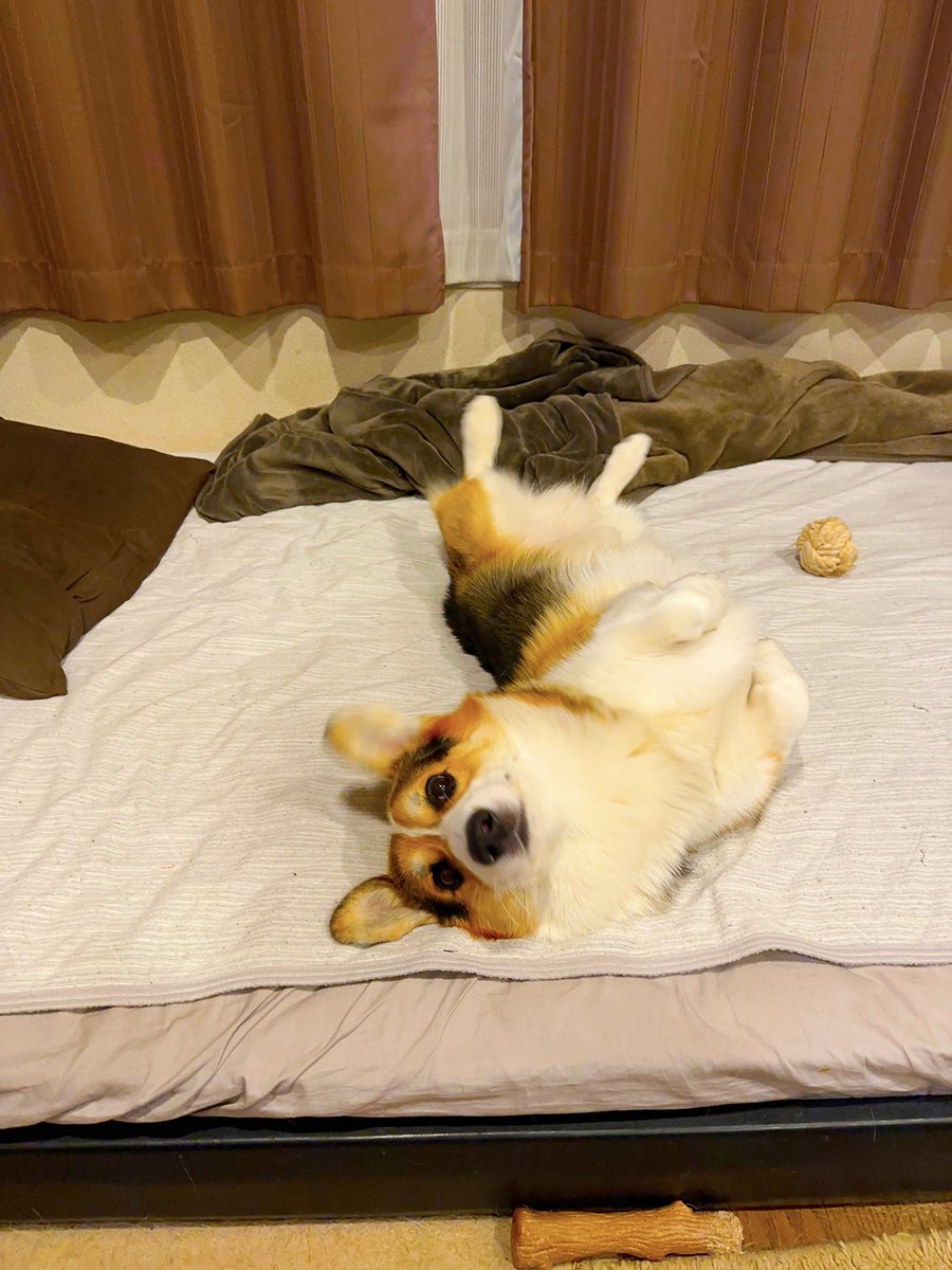 yanagikota's tweet image. ベッド乗らないでって言うと「何で？」って顔するのやめてほしい。
#コーギー
#corgi
