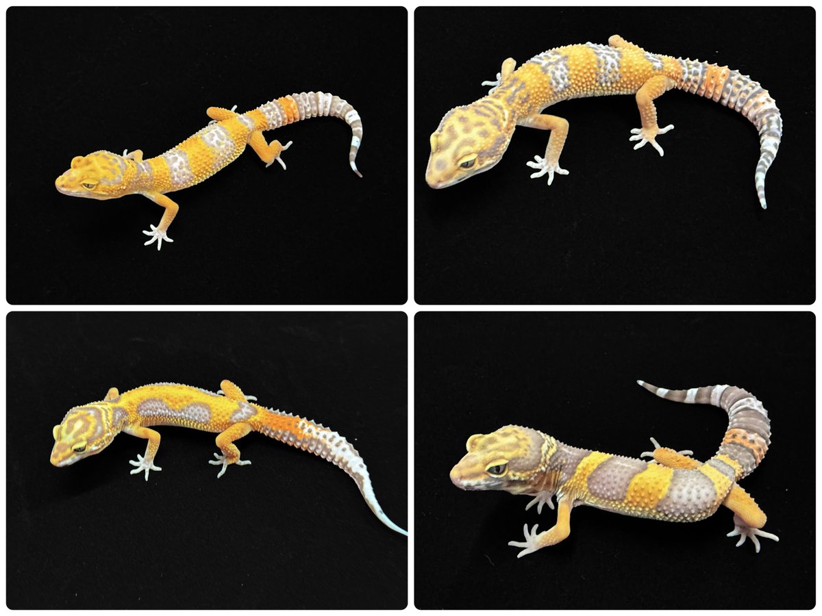 【ゲッコーページ】 爬虫類専門店ファインレプタイルズ on X
