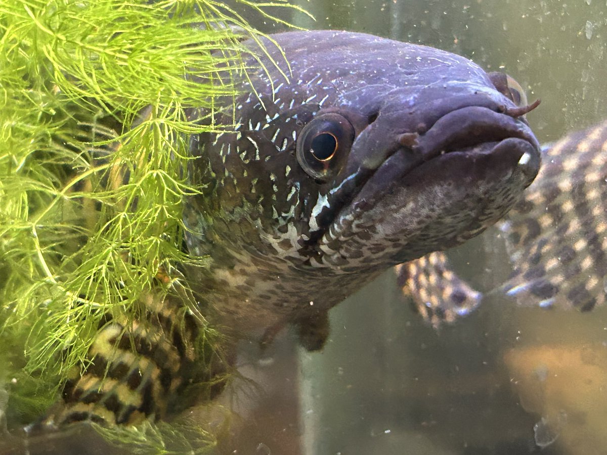 ぽんぽこ命名

「たかな」

※魚って言ってる