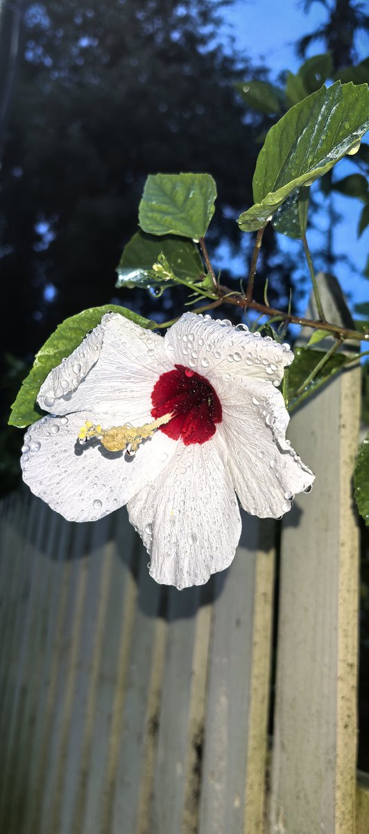 The hibiscus, also known as the Chinese hibiscus or shoe flower, thrives under the sun and blooms brightly across the tropics.
Each blossom lasts only a day, yet new ones appear continuously — a vivid symbol of passion, resilience, and renewal.