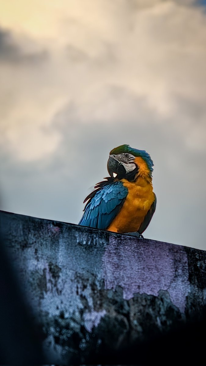 Un visitante, hace unos días...