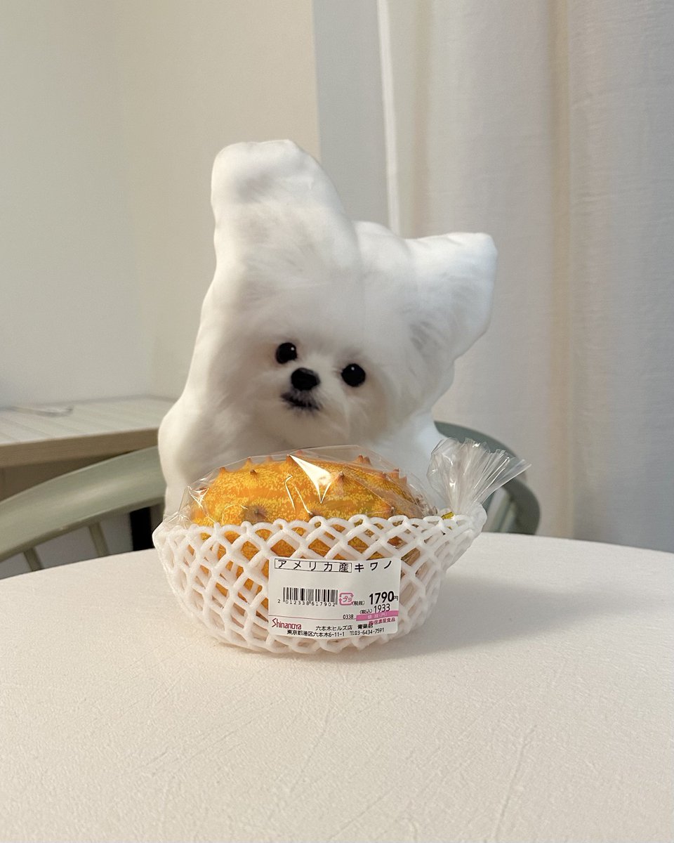 かわいーぬ・もどき (@kawai_inu_AI) / Posts / X