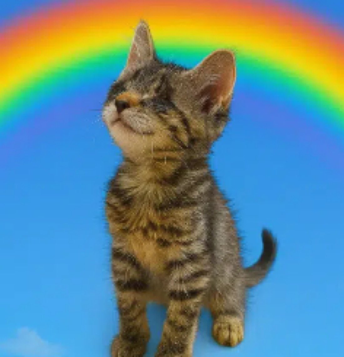 Corpsehus7's tweet photo. @_laseasy Gm , we need a Cat runner 

Checkout $Agnes the super cat 

Almost 50k upvotes within a hr 

Ca: GBdUe3yyGDyuova5Y4bjkfjFDkzobrogpBTpZADQpump https://t.co/5hbdt1lA5H