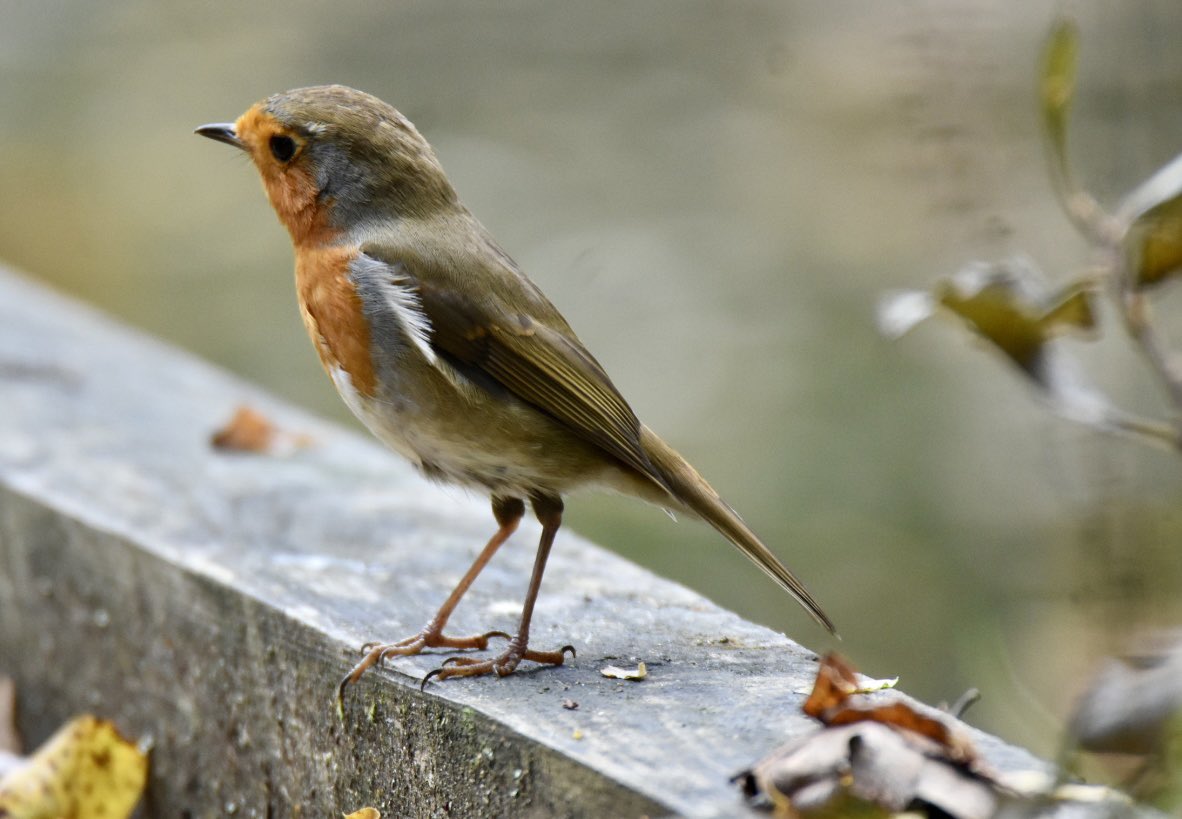 A Robin at Blashford lakes in Hampshire this morning #wildlifephotography