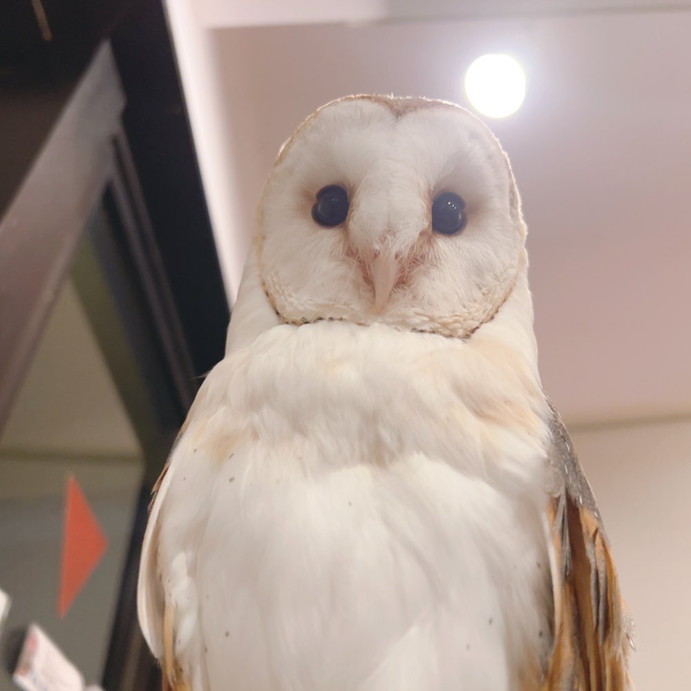 110 63【110634.com】.owl