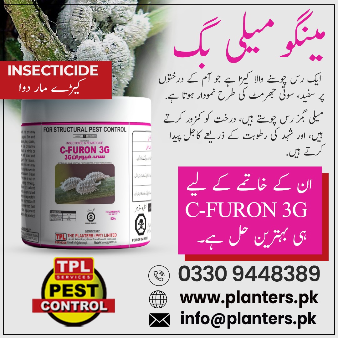 TPLPestControl's tweet image. میلی بگ کے مکمل خاتمے کے لیے بہترین حل!
اپنے باغ کو محفوظ رکھیں اور صحت مند پھلوں کی پیداوار یقینی بنائیں۔

 Call: 0512303380
 website: planters.pk

#MangoMealyBug #CFuron3G #PestControl #TPLPestControl  #SafeFarming #CropProtection #MangoFarms #AgriculturePakistan