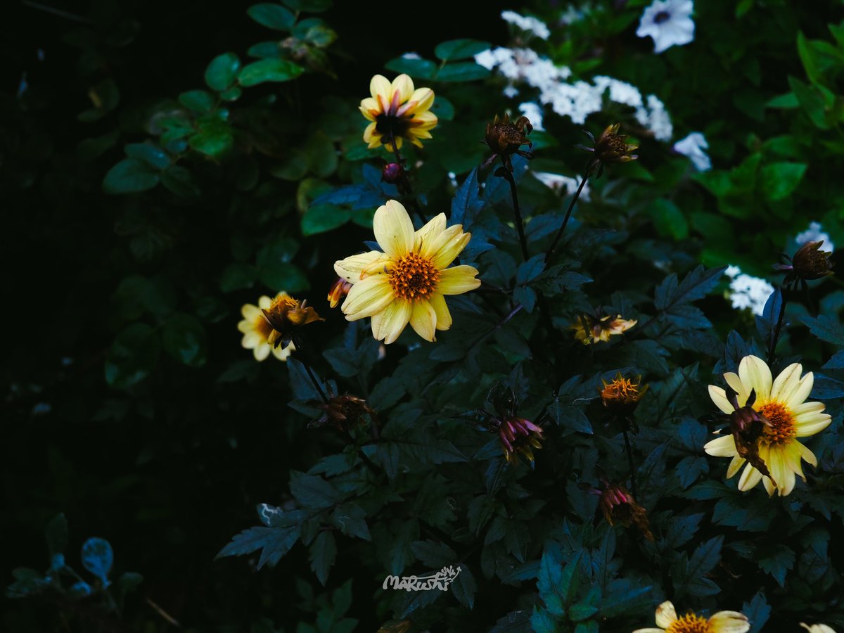 まるし𓆏͙•͙͙ 』 on X