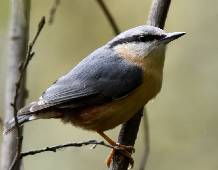 A Nuthatch at Blashford lakes in Hampshire this morning #wildlifephotography <a href="/ChrisGPackham/">Chris Packham</a> <a href="/rtaylorjones/">richard taylor-jones</a> <a href="/gordonjbuchanan/">Gordon Buchanan</a> <a href="/GylesB1/">Gyles Brandreth</a> <a href="/HamzaYassin3/">Hamza Yassin</a> <a href="/DeborahMeaden/">Deborah Meaden 🇺🇦</a> <a href="/JuliaBradbury/">Julia Bradbury I HAVEN'T BOUGHT BLUE TICK💙</a> <a href="/michaelastracha/">Michaela Strachan</a> <a href="/dickstrawbridge/">Dick Strawbridge</a> <a href="/SteveBackshall/">Steve Backshall</a> <a href="/MeganMcCubbin/">Megan McCubbin</a>