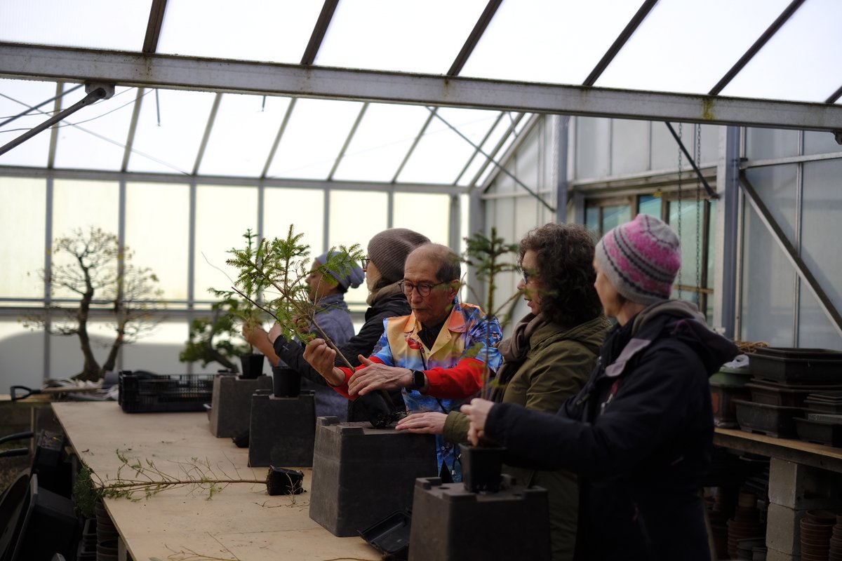 Herons Bonsai tweet media