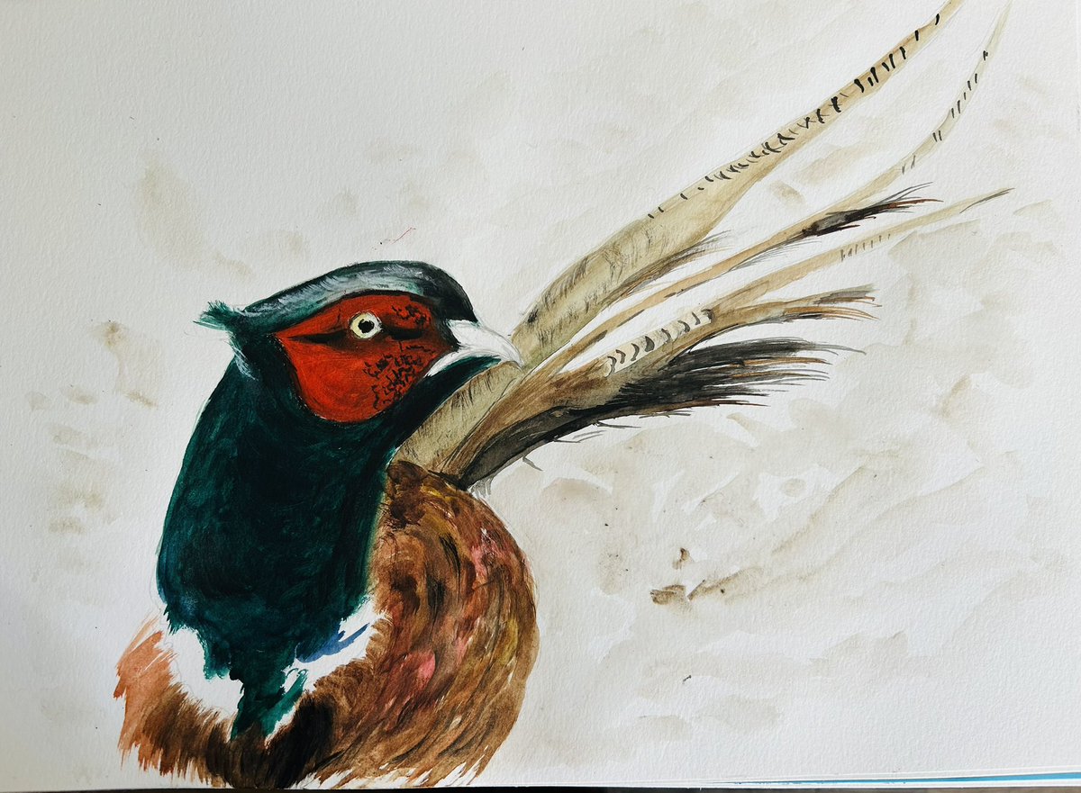Je surveille !!! Mon faisan du mardi à l’aquarelle #chassepartage #IlssachentNouschassons . Belle journée 😘