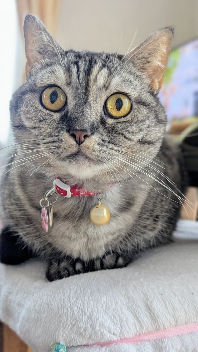 猫さん ねこさん⚡(ΦωΦ) on X