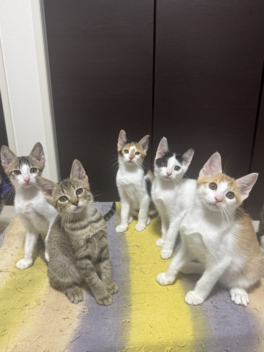 aitora😊🤝🐱愛寅 (@aotora3000) / Posts / X