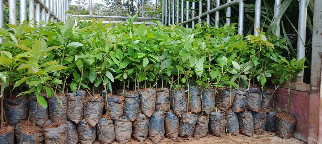 DalilaLtd29918's tweet photo. Seeking top-quality seeds? Look no further! Dalila Family Ltd offers a wide range of high-grade seeds to boost your harvest. Reach out to us for the best varieties that suit your needs🌱 #QualitySeeds #DalilaFamilyLtd #SeedExperts https://t.co/DDyfdhzQMt
