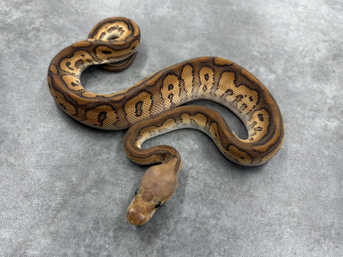 おかしなしっぽ on X