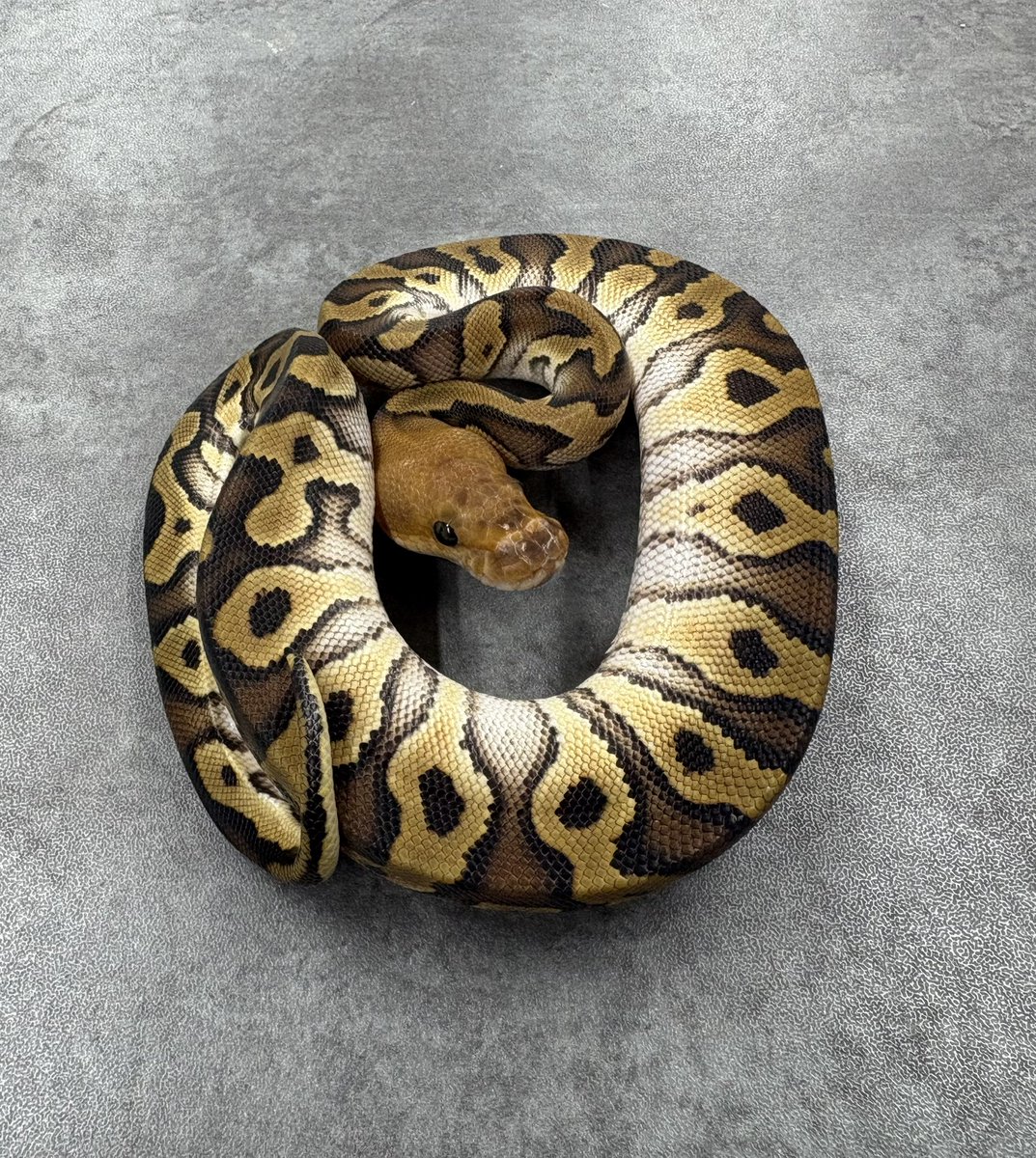 おかしなしっぽ on X