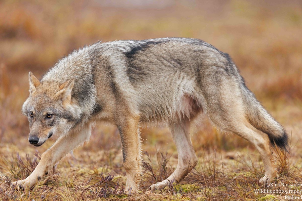 Nuori susi, Itä-Suomessa.
